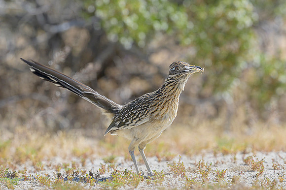 Road runner