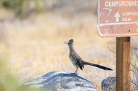 Road runner