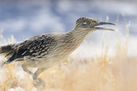 Road runner
