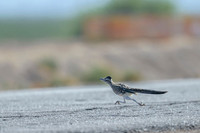 Road runner