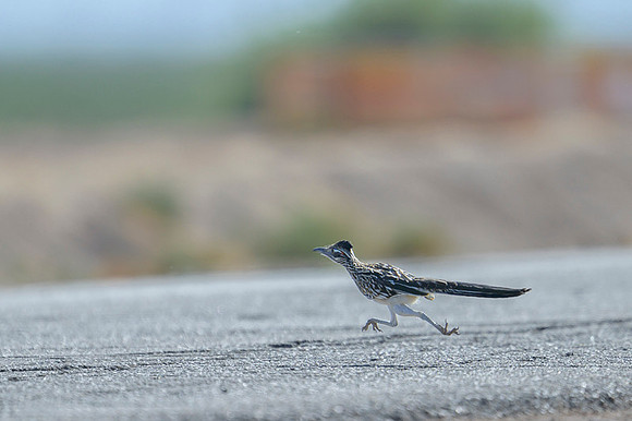 Road runner