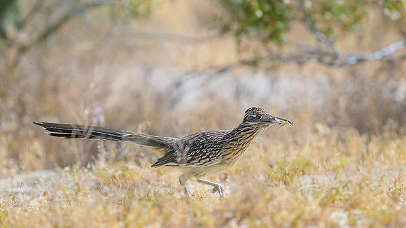 Road runner