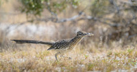 Road runner