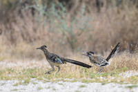 Road runner