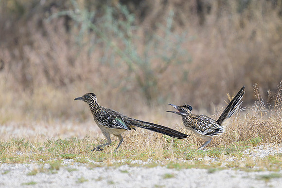 Road runner