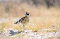 Road runner