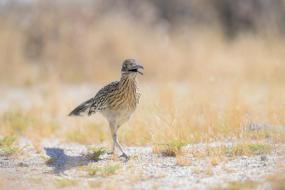 Road runner