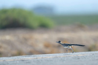 Road runner