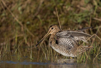 Common snipe  Bekas kszyk
