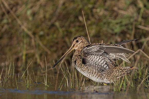 Common snipe  Bekas kszyk