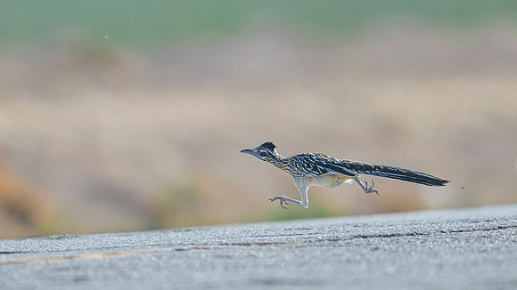 Road runner