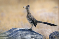Road runner