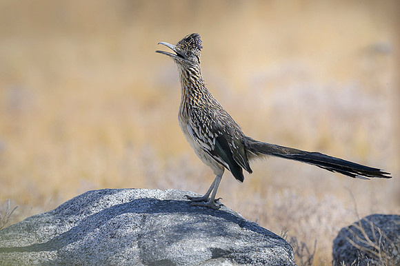 Road runner