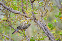 Chaco Chachalaca