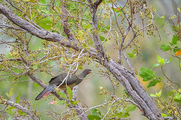 Chaco Chachalaca