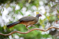 Chaco Chachalaca