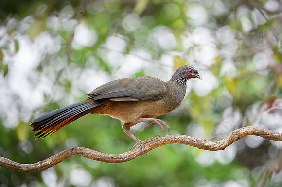 Chaco Chachalaca