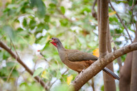 Chaco Chachalaca