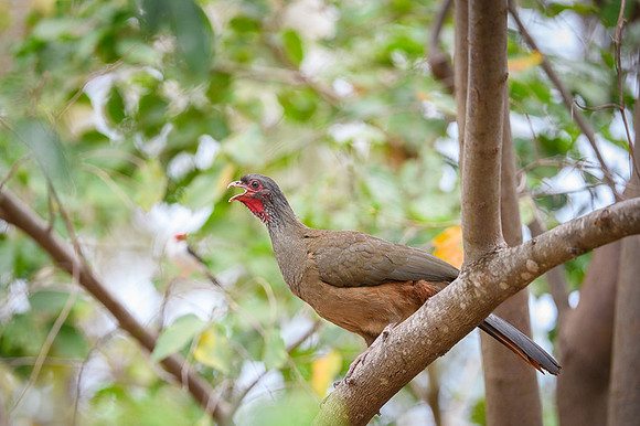 Chaco Chachalaca