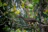 Chaco Chachalaca