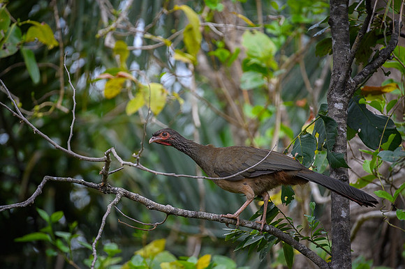 Chaco Chachalaca