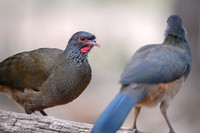 Chaco Chachalaca