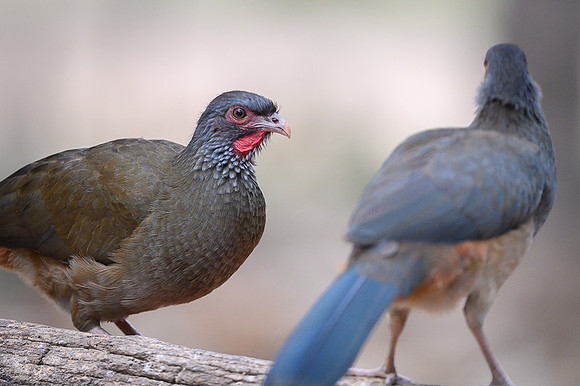 Chaco Chachalaca