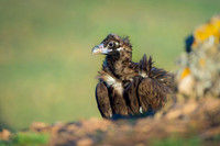 Cinereous Vulture / Sęp kasztanowaty