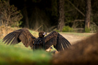 Cinereous Vulture / Sęp kasztanowaty