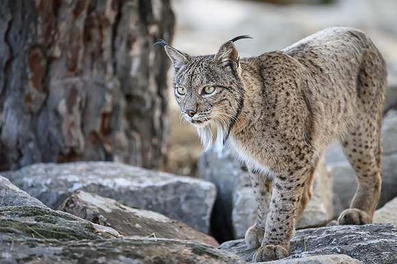 Iberian Lynx / Ryś Iberyjski