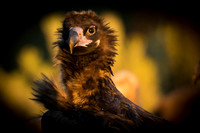 Cinereous Vulture / Sęp kasztanowaty