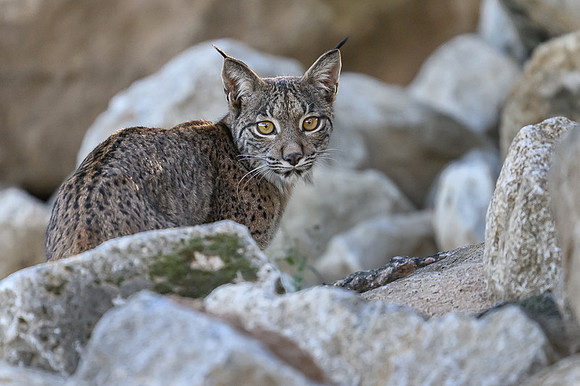 Iberian Lynx / Ryś Iberyjski