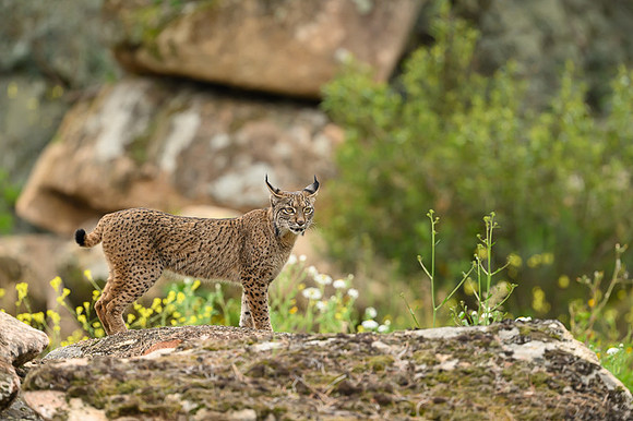 Iberian Lynx / Ryś Iberyjski