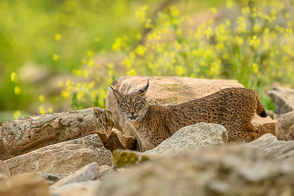 Iberian Lynx / Ryś Iberyjski