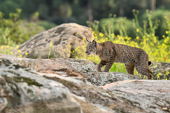 Iberian Lynx / Ryś Iberyjski