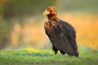 Cinereous Vulture / Sęp kasztanowaty