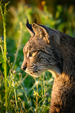 Iberian Lynx / Ryś Iberyjski