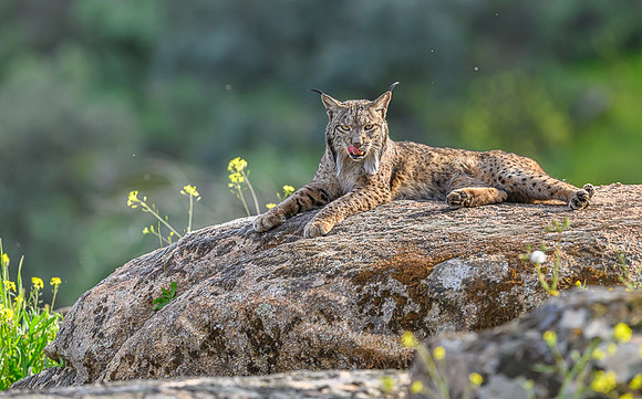 Iberian Lynx / Ryś Iberyjski