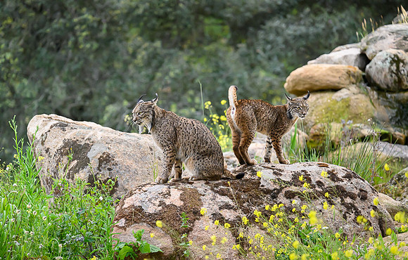 Iberian Lynx / Ryś Iberyjski