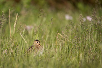 Common snipe  Bekas kszyk