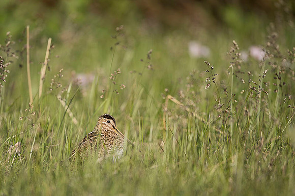 Common snipe  Bekas kszyk