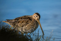 Common snipe  Bekas kszyk