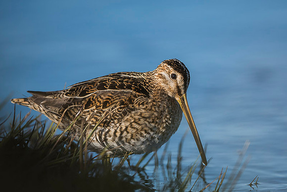Common snipe  Bekas kszyk