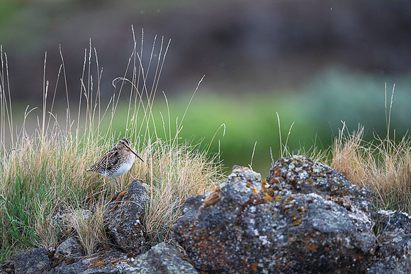 Common snipe  Bekas kszyk