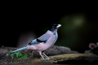 Black headed jay