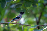 Black headed jay