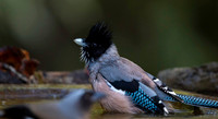 Black headed jay