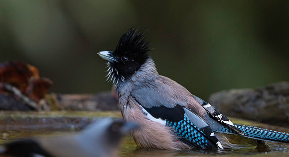 Black headed jay