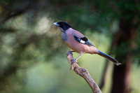 Black headed jay