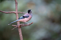 Black headed jay